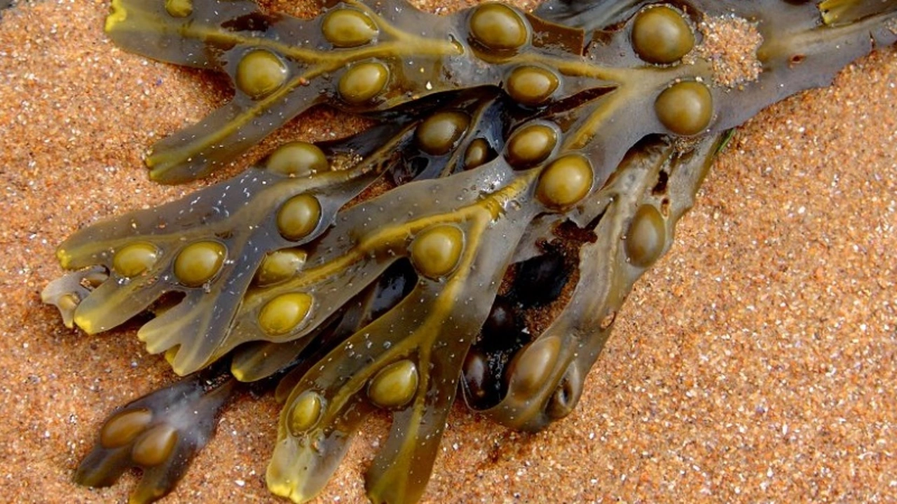 Fucus Vesiculosus: The Secret Seaweed Supplement for Weight Loss and Optimal Health